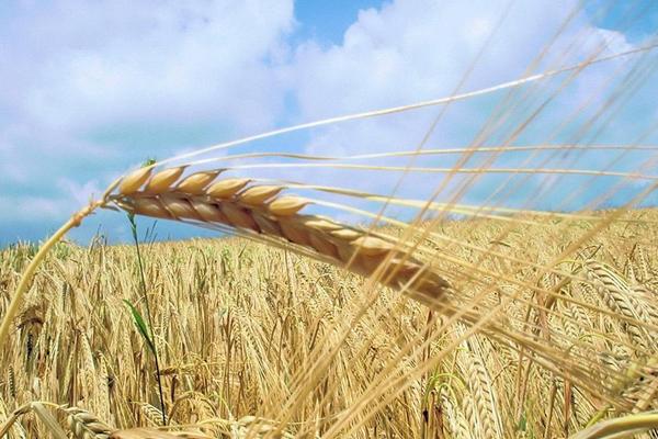 小麦的功效与作用及禁忌