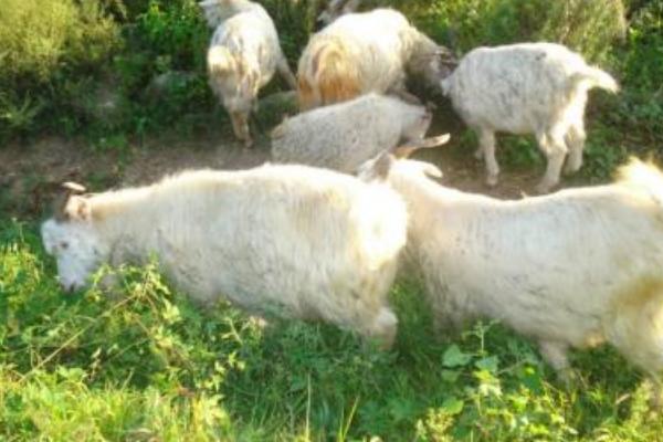 高脚羊羊苗市场价格多少钱一只 高脚羊产地在哪里