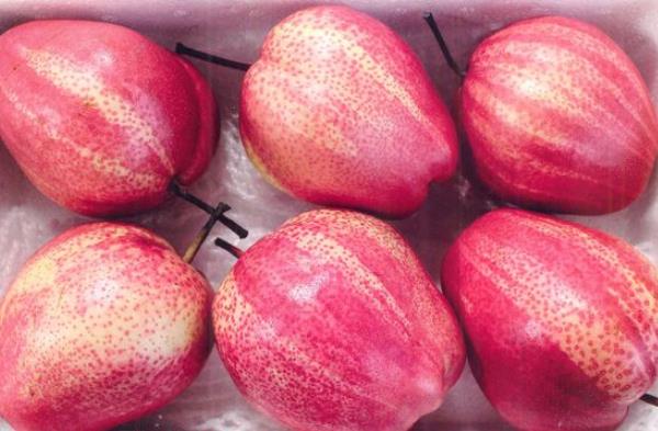 早酥红梨价格多少钱一斤