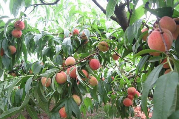 桃树种子价格多少钱一斤