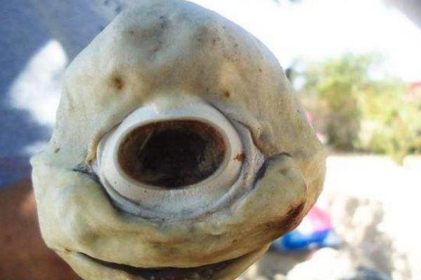 独眼鲨鱼真的存在吗 独眼鲨鱼怎么形成的