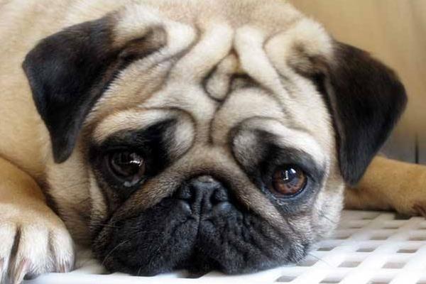 巴哥犬市场价格多少钱一只 巴哥犬好养吗