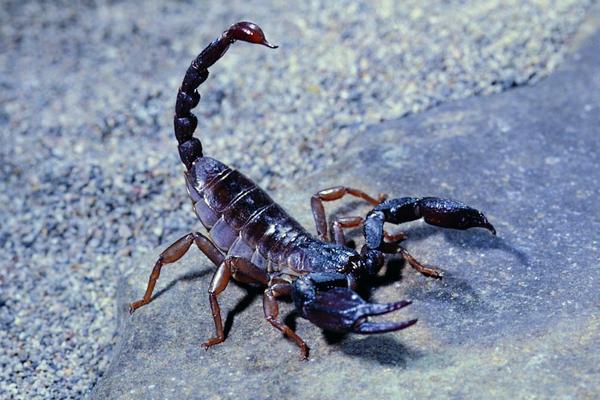 蝎子吃什么？