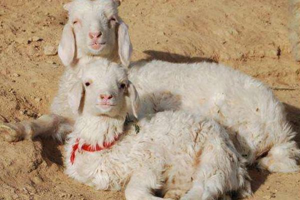 高脚羊羊苗市场价格多少钱一只 高脚羊产地在哪里