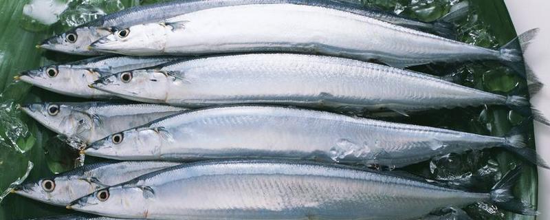 秋刀鱼和鲅鱼的区别是什么 秋刀鱼的功效作用