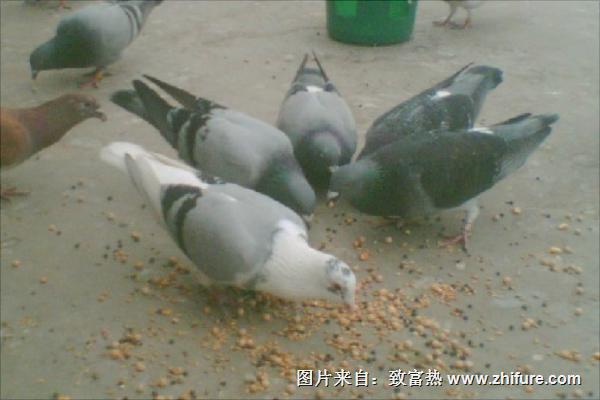 鸽子吃什么食物？