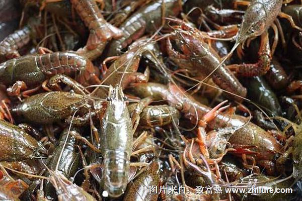 龙虾养殖利润有多大？