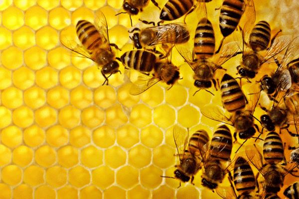 家庭如何养蜂？