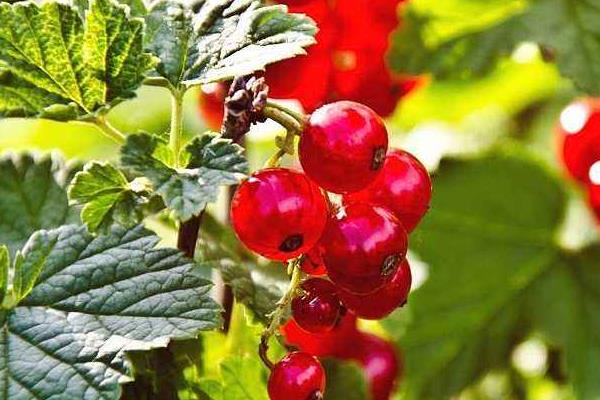 鹅莓果市场价格多少钱一斤 鹅莓果怎么吃