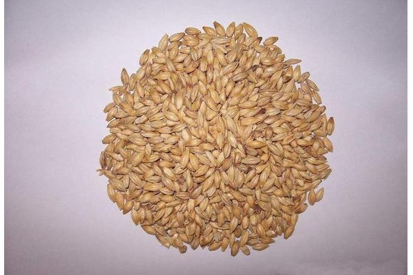 小麦过敏怎么办？