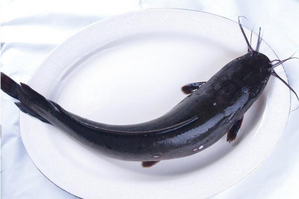 几根胡子的鲶鱼不能吃 鲶鱼死多长时间不能吃