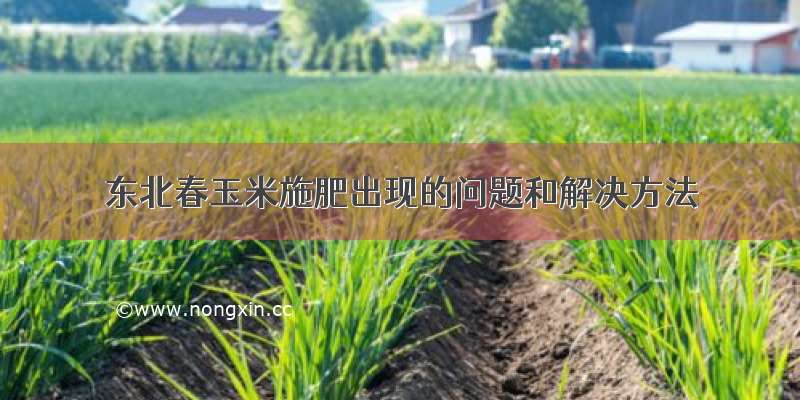 东北春玉米施肥出现的问题和解决方法