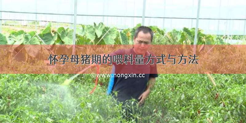 怀孕母猪期的喂料量方式与方法