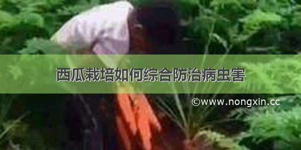西瓜栽培如何综合防治病虫害