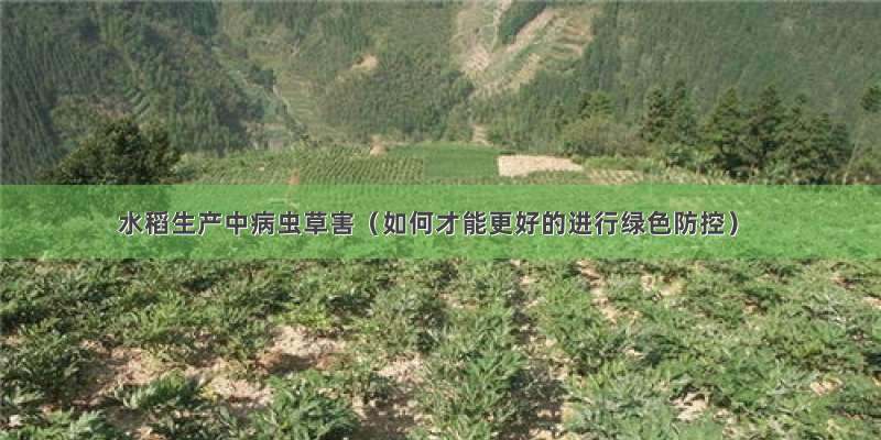 水稻生产中病虫草害（如何才能更好的进行绿色防控）