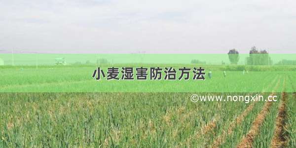 小麦湿害防治方法
