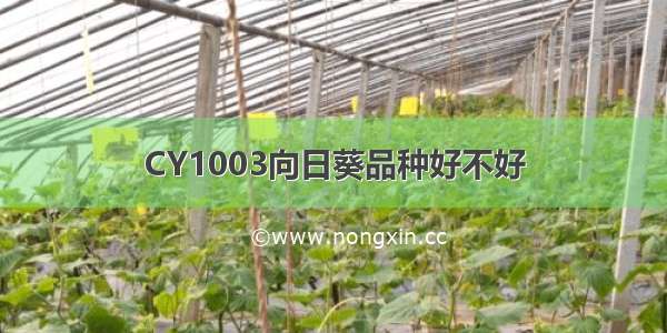 CY1003向日葵品种好不好