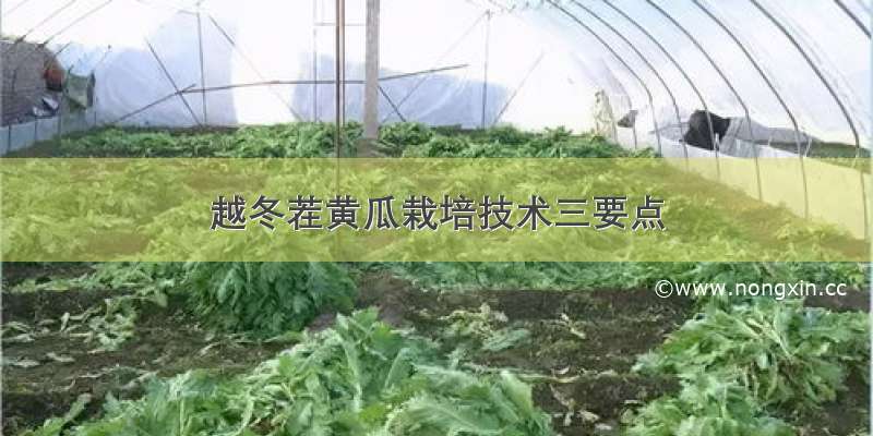 越冬茬黄瓜栽培技术三要点