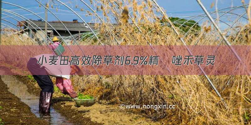 小麦田高效除草剂6.9%精噁唑禾草灵