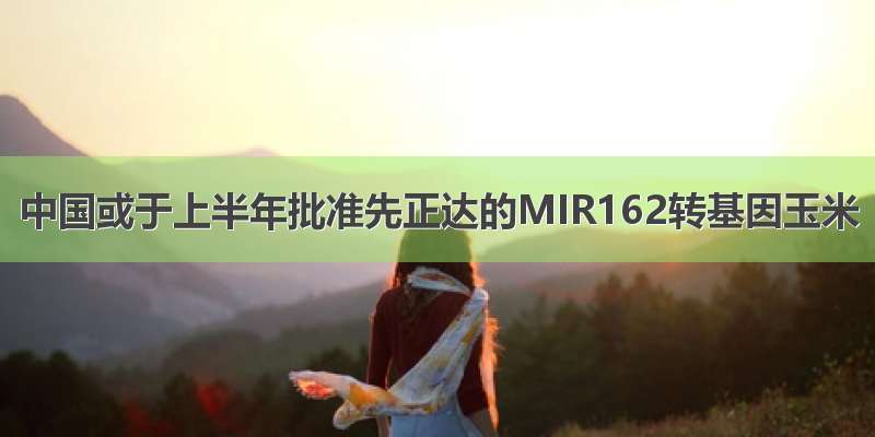 中国或于上半年批准先正达的MIR162转基因玉米