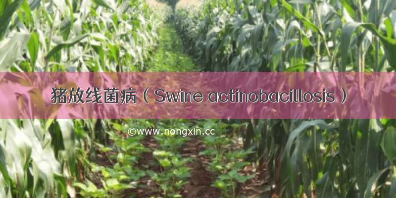 猪放线菌病（Swine actinobacillosis）