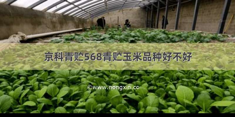 京科青贮568青贮玉米品种好不好