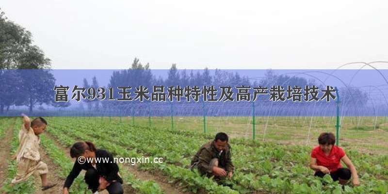 富尔931玉米品种特性及高产栽培技术