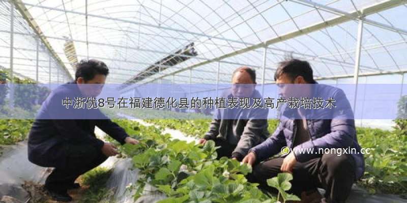 中浙优8号在福建德化县的种植表现及高产栽培技术