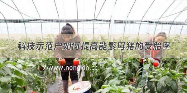 科技示范户如何提高能繁母猪的受胎率