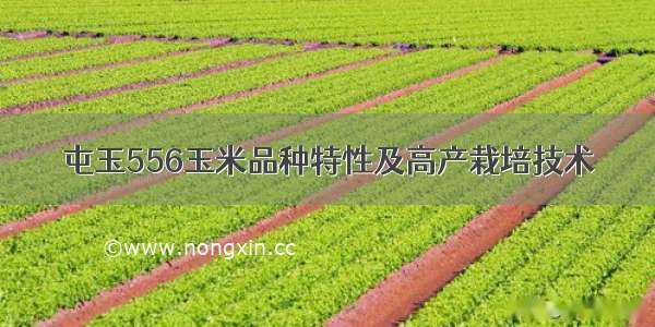 屯玉556玉米品种特性及高产栽培技术