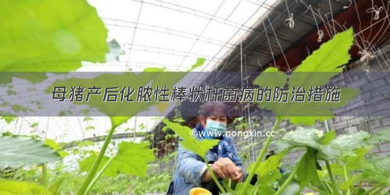 母猪产后化脓性棒状杆菌病的防治措施