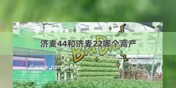 济麦44和济麦22哪个高产