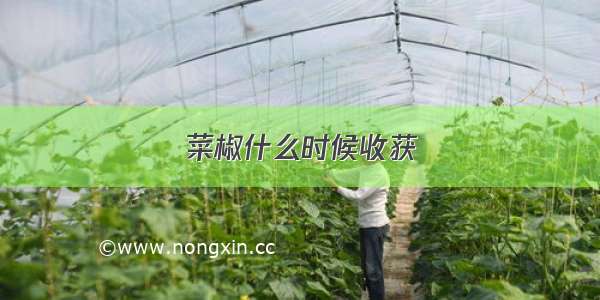 菜椒什么时候收获