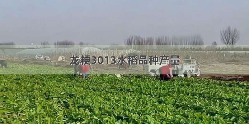 龙粳3013水稻品种产量