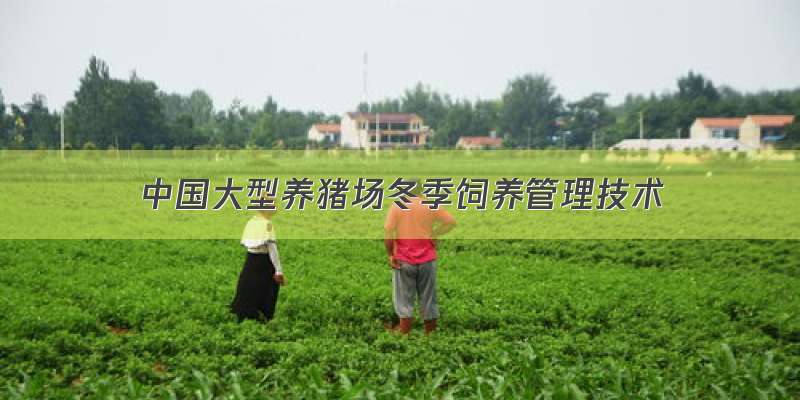 中国大型养猪场冬季饲养管理技术