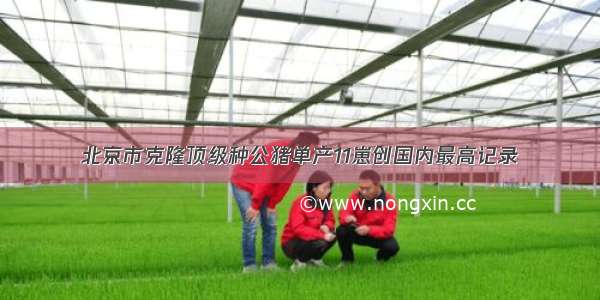 北京市克隆顶级种公猪单产11崽创国内最高记录