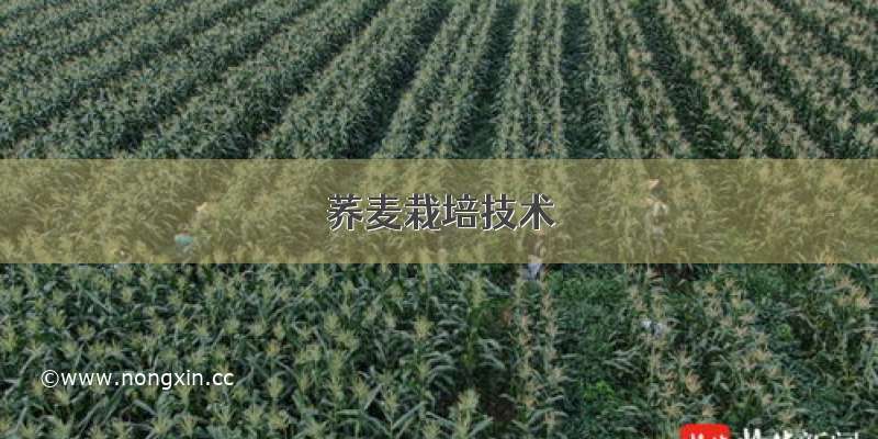 荞麦栽培技术