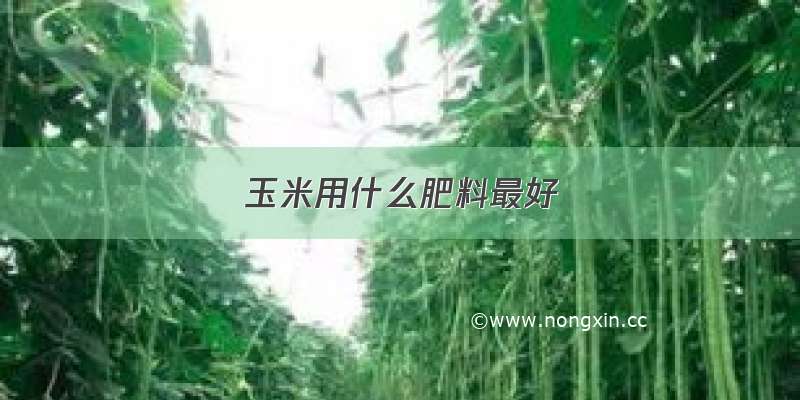 玉米用什么肥料最好