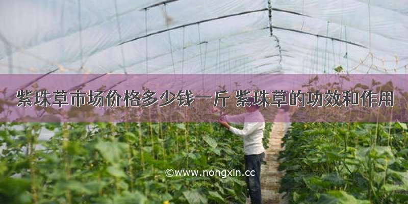 紫珠草市场价格多少钱一斤 紫珠草的功效和作用
