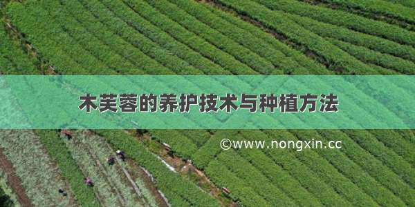 木芙蓉的养护技术与种植方法