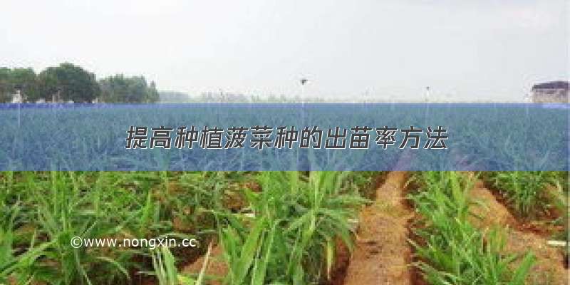 提高种植菠菜种的出苗率方法