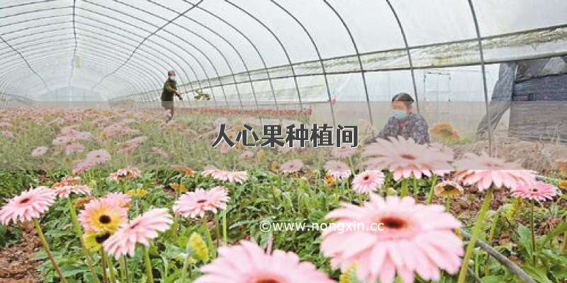 人心果种植间