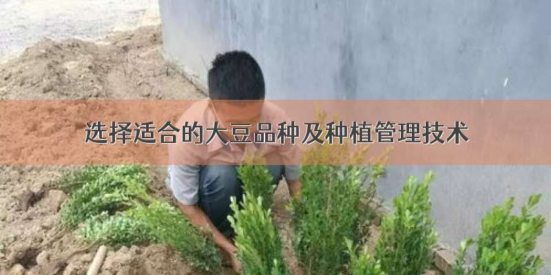 选择适合的大豆品种及种植管理技术