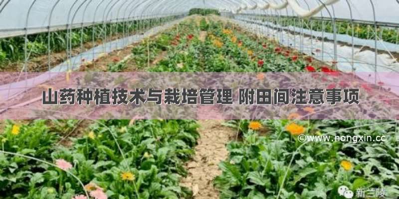 山药种植技术与栽培管理 附田间注意事项