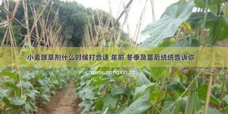 小麦除草剂什么时候打合适 年前 冬季及苗后统统告诉你