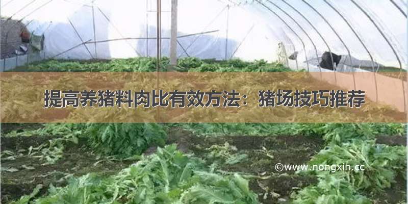 提高养猪料肉比有效方法：猪场技巧推荐