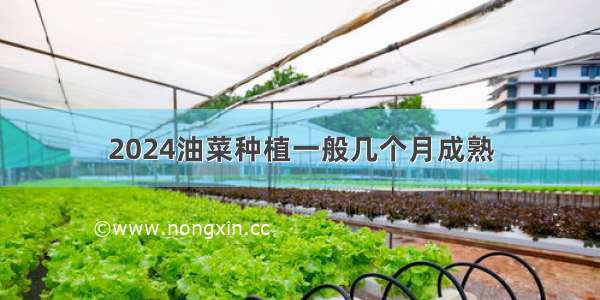 2024油菜种植一般几个月成熟