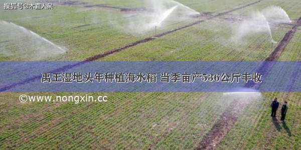 禹王湿地头年种植海水稻 当季亩产536公斤丰收