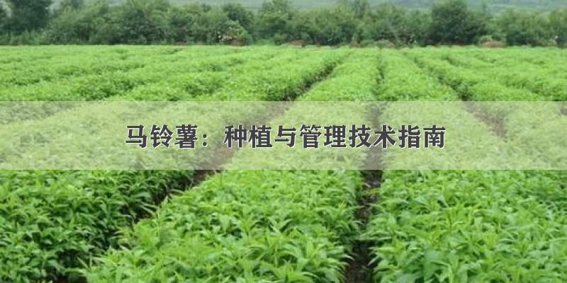 马铃薯：种植与管理技术指南