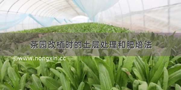 茶园改植时的土层处理和肥培法